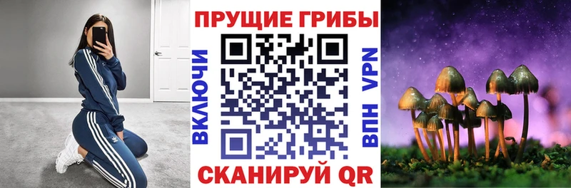 Псилоцибиновые грибы Cubensis  купить закладку  Лениногорск 